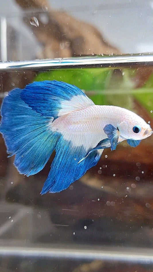 HALFMOON ROSETAIL BLUE RIM BETTA FISH