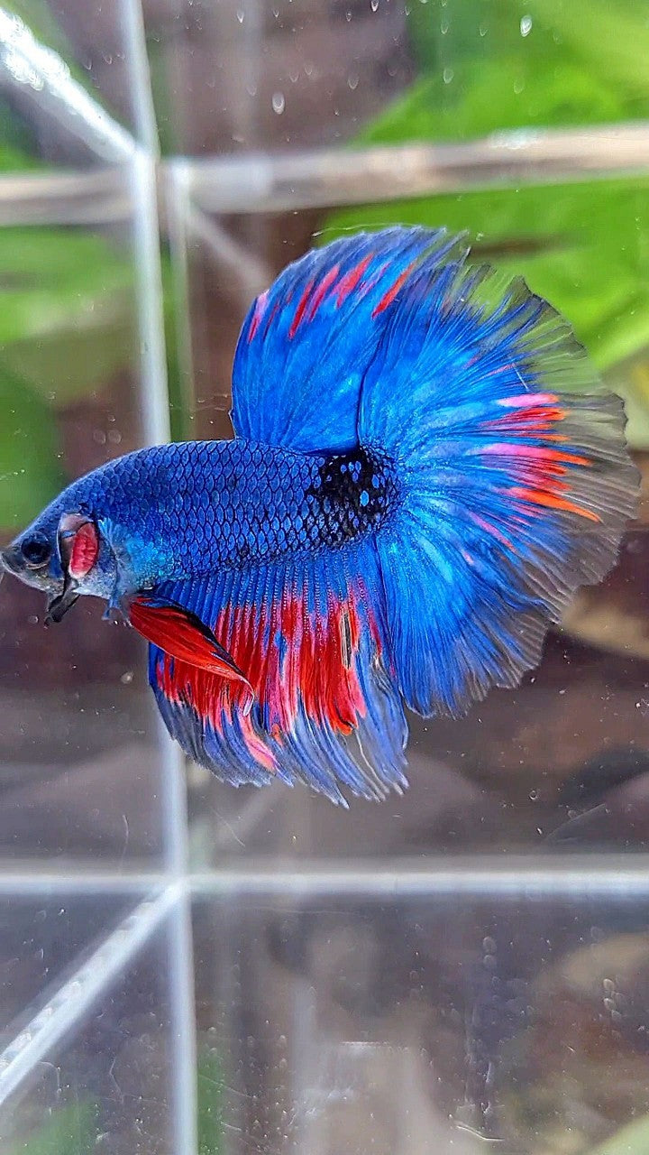 HALFMOON ROSETAIL BLUE FANCY BLACK SERIES RED BETTA FISH