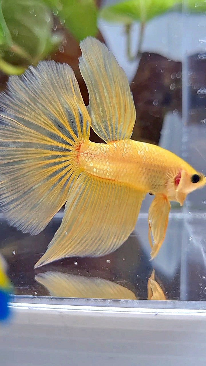 HALFMOON YELLOW GOLD GALAXY BETTA FISH