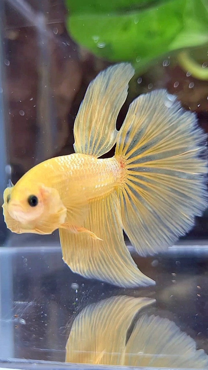 HALFMOON YELLOW GOLD GALAXY BETTA FISH
