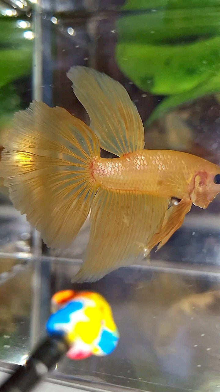 HALFMOON YELLOW GOLD GALAXY BETTA FISH