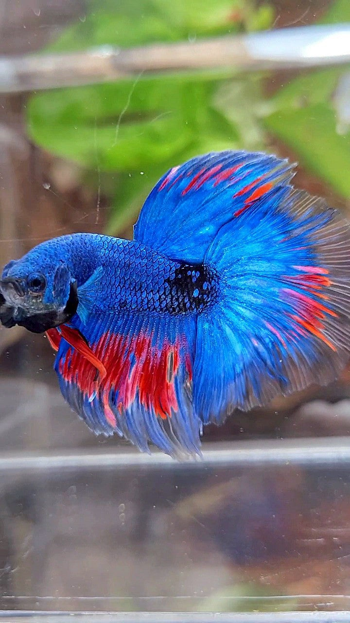 HALFMOON ROSETAIL BLUE FANCY BLACK SERIES RED BETTA FISH
