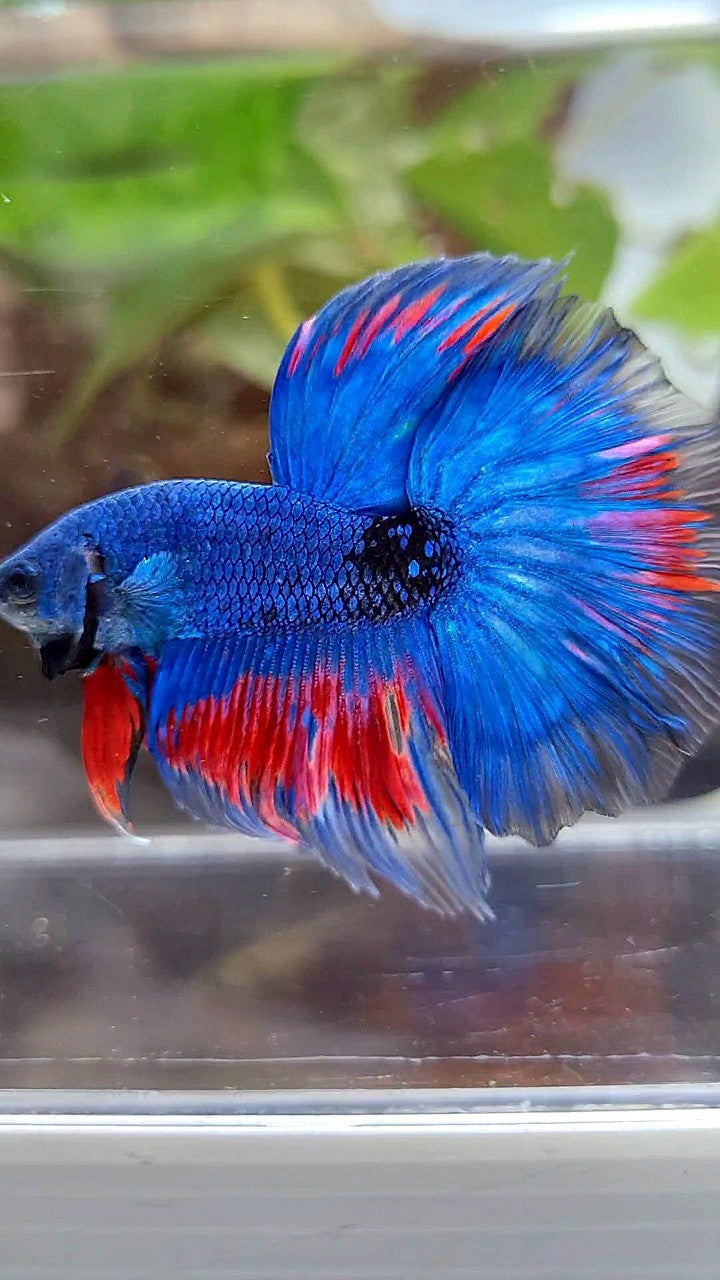HALFMOON ROSETAIL BLUE FANCY BLACK SERIES RED BETTA FISH