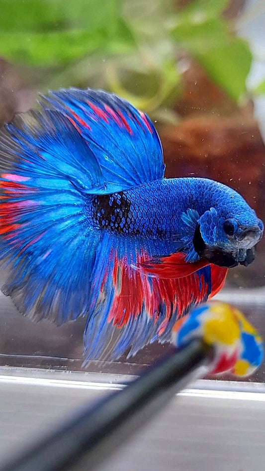 HALFMOON ROSETAIL BLUE FANCY BLACK SERIES RED BETTA FISH