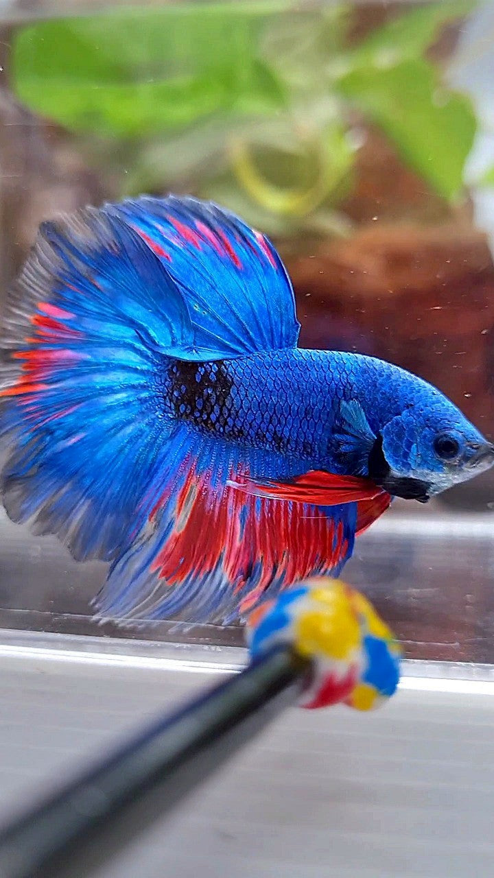 HALFMOON ROSETAIL BLUE FANCY BLACK SERIES RED BETTA FISH