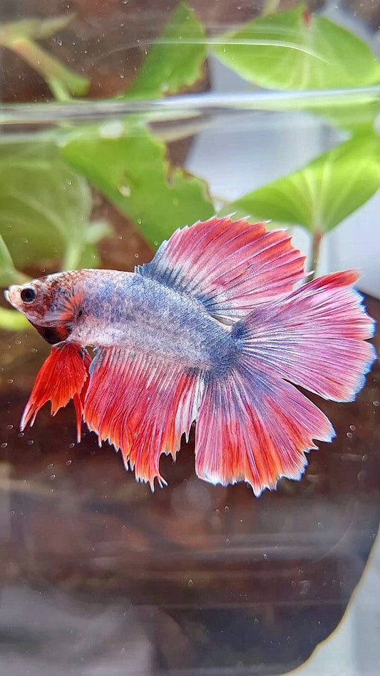 HALFMOON DOUBLE TAIL PURPLE RED MASCOT BETTA FISH