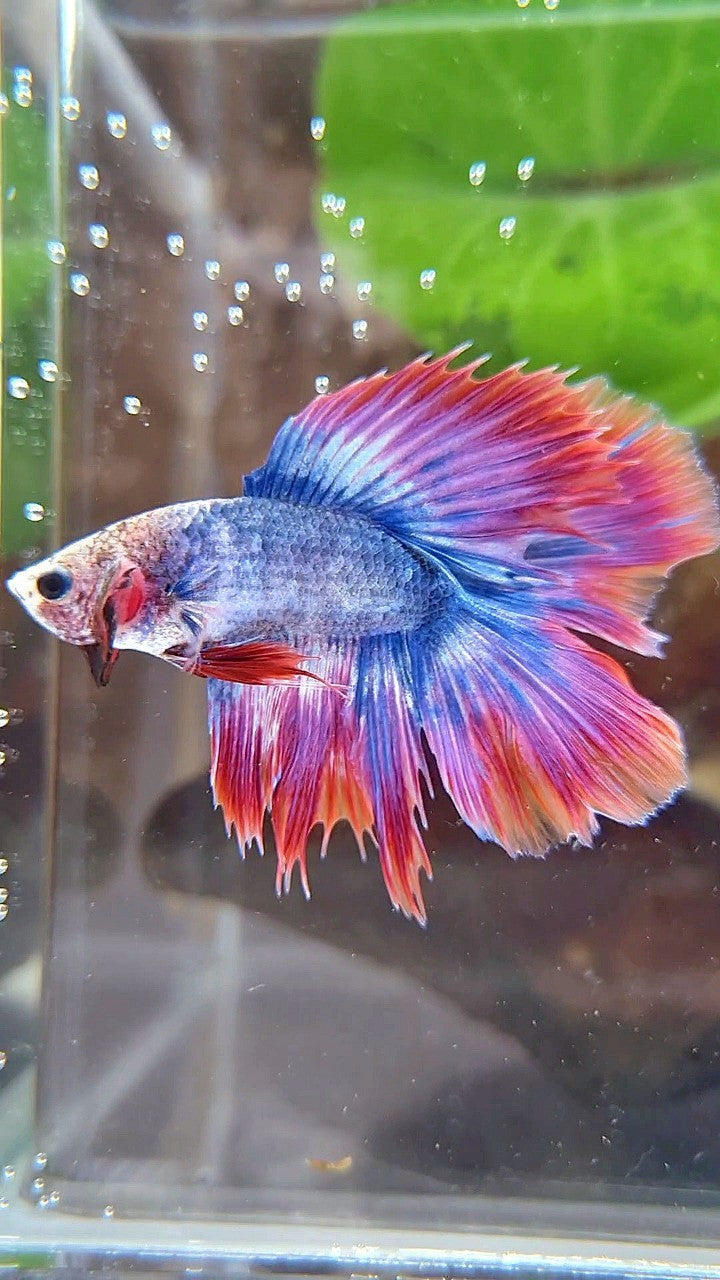 HALFMOON DOUBLE TAIL PURPLE RED MASCOT BETTA FISH