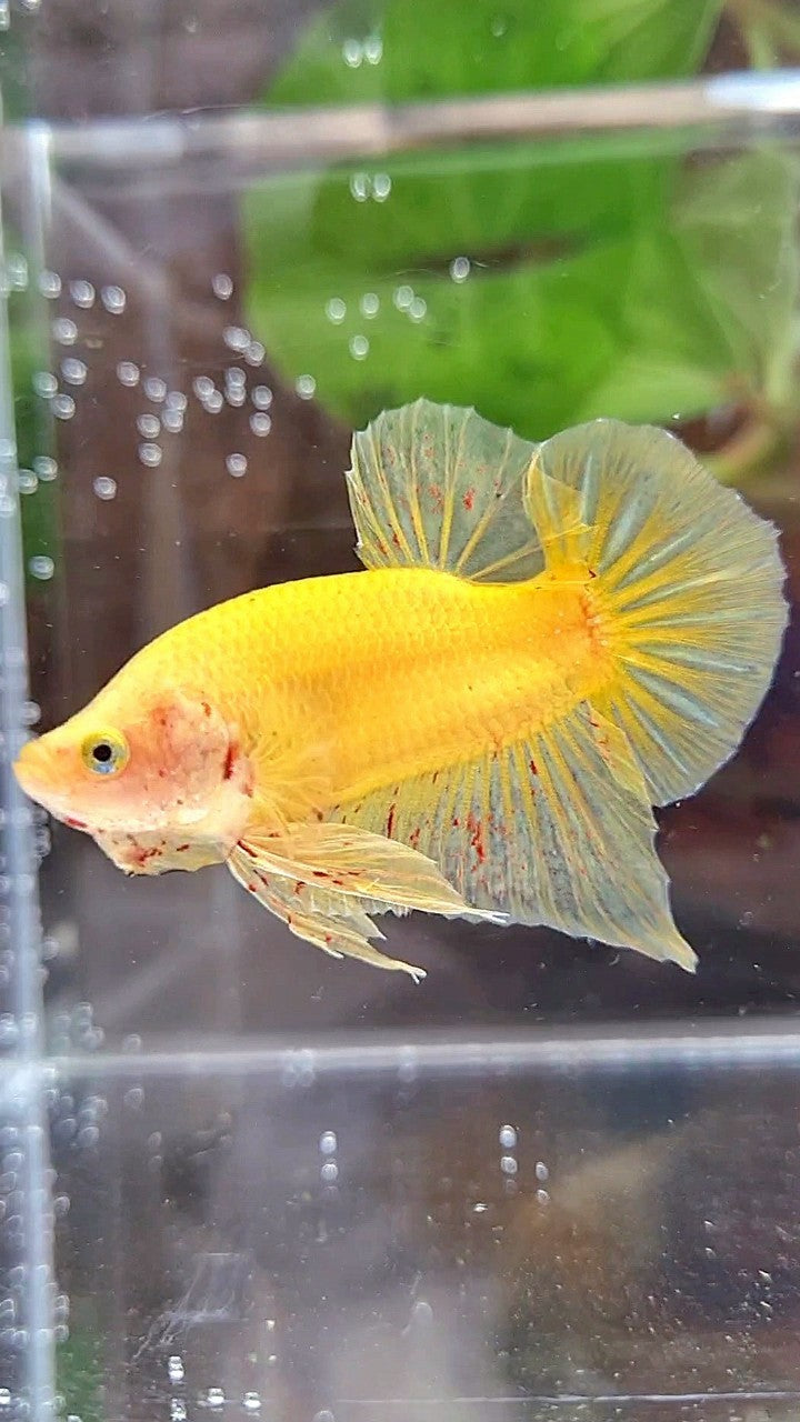PLAKAT VANDA YELLOW BOLD BETTA FISH