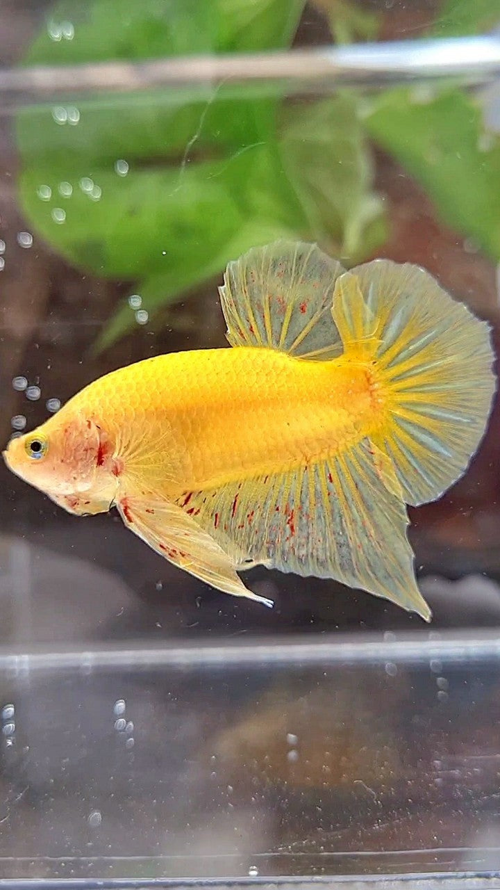 PLAKAT VANDA YELLOW BOLD BETTA FISH