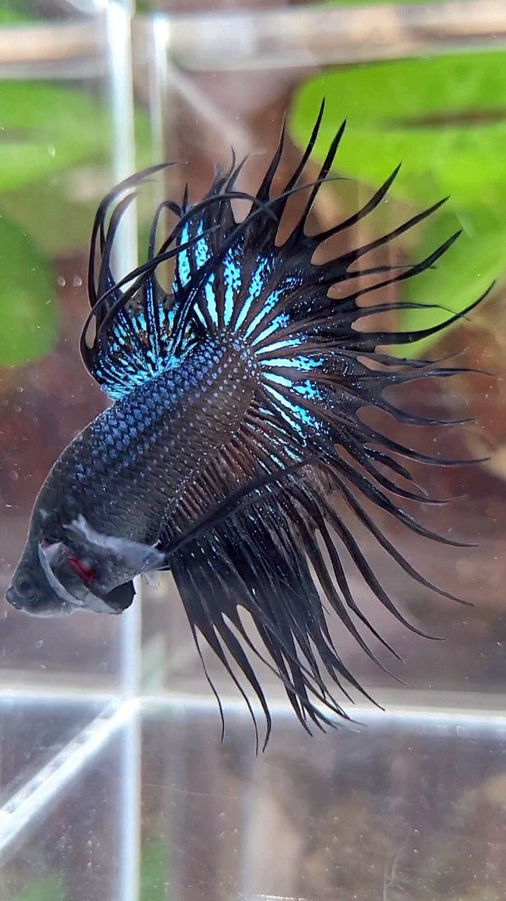 KING CROWNTAIL BLACK ORCHID BETTA FISH