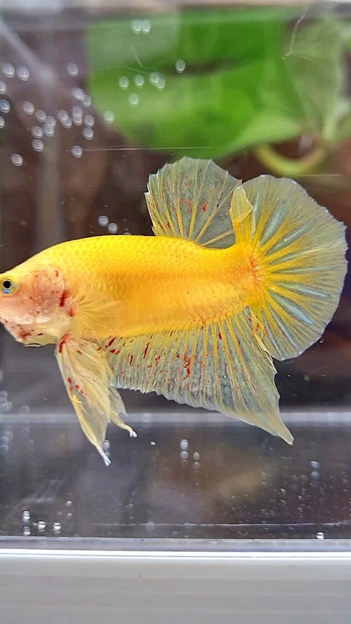 PLAKAT VANDA YELLOW BOLD BETTA FISH