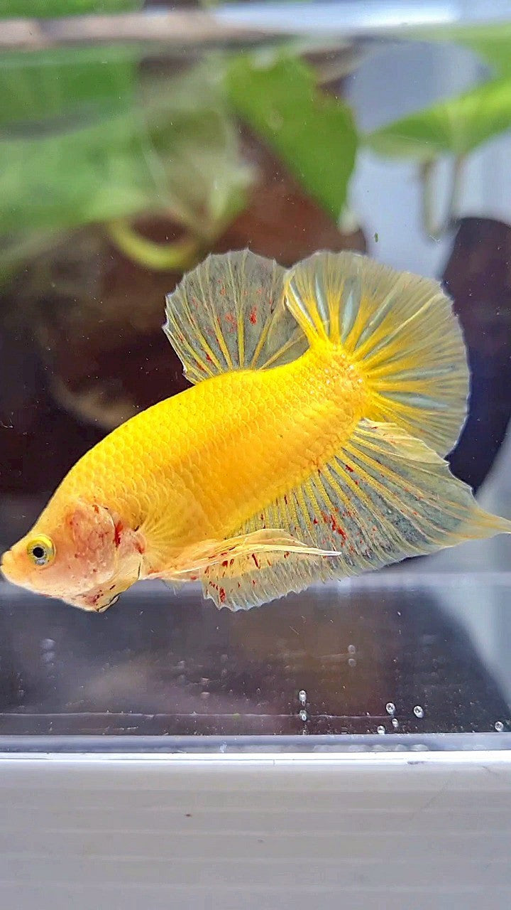PLAKAT VANDA YELLOW BOLD BETTA FISH