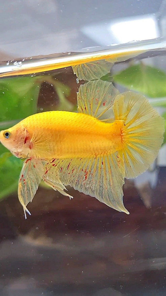 PLAKAT VANDA YELLOW BOLD BETTA FISH