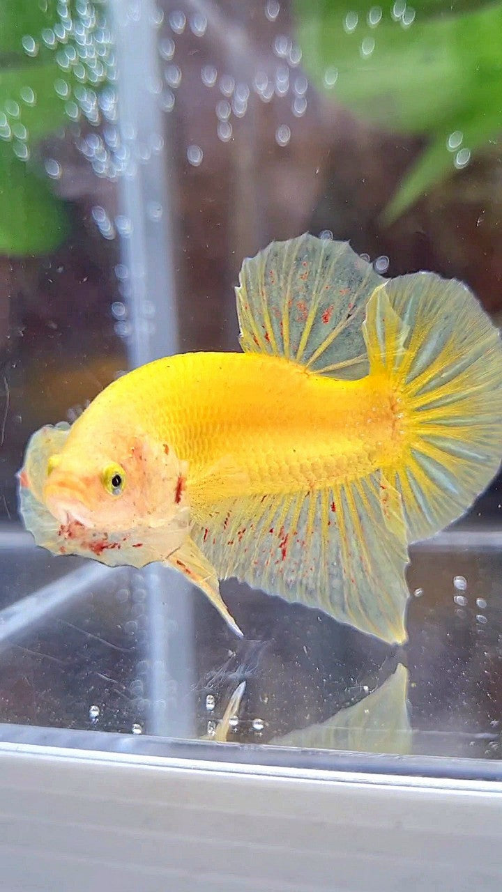 PLAKAT VANDA YELLOW BOLD BETTA FISH