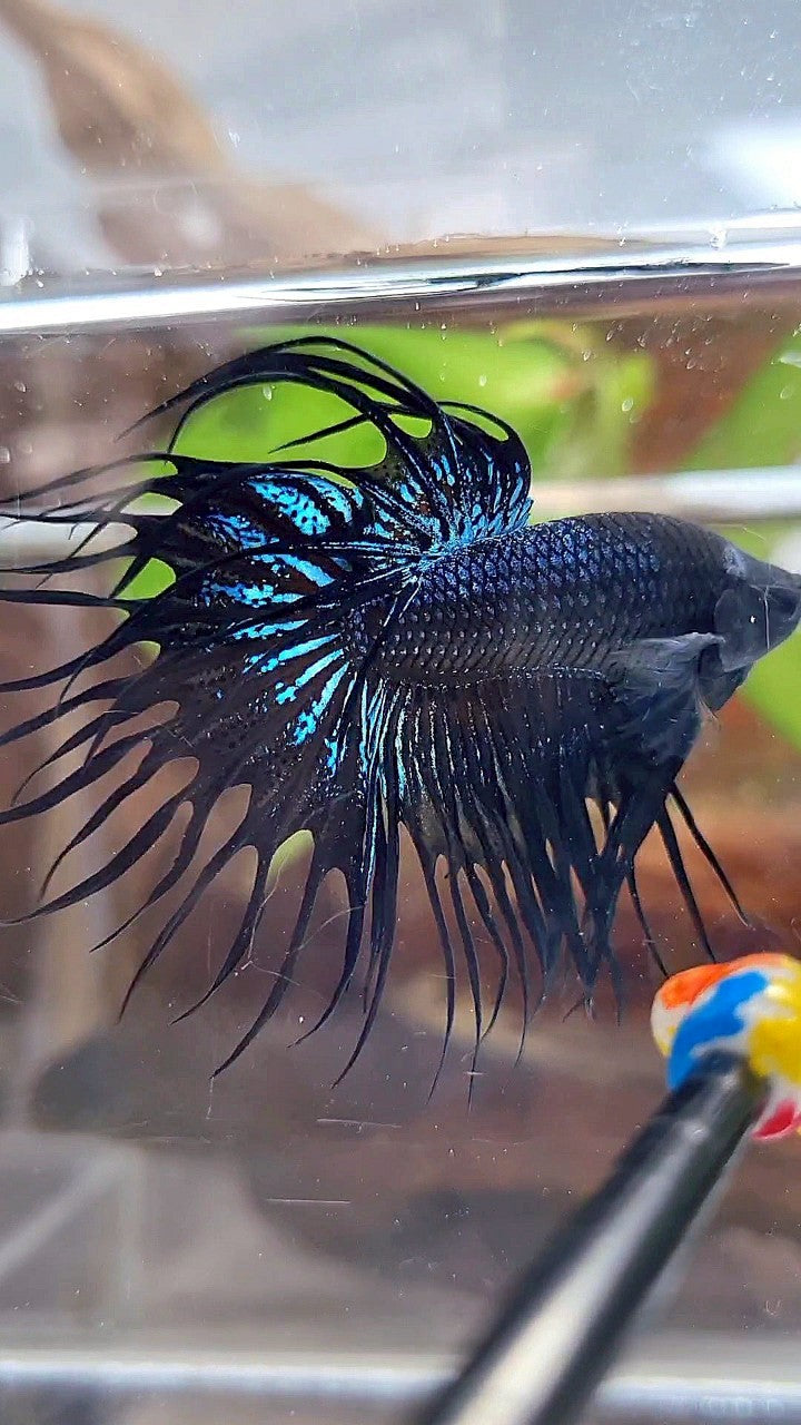 KING CROWNTAIL BLACK ORCHID BETTA FISH