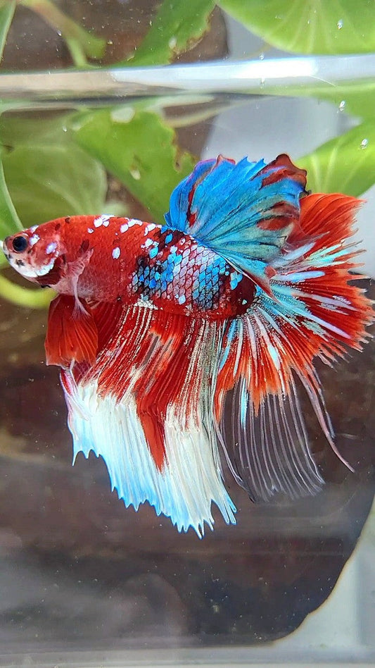 HALFMOON ROSETAIL BARONGSAI RED WHITE GALAXY BETTA FISH