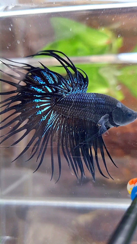 KING CROWNTAIL BLACK ORCHID BETTA FISH