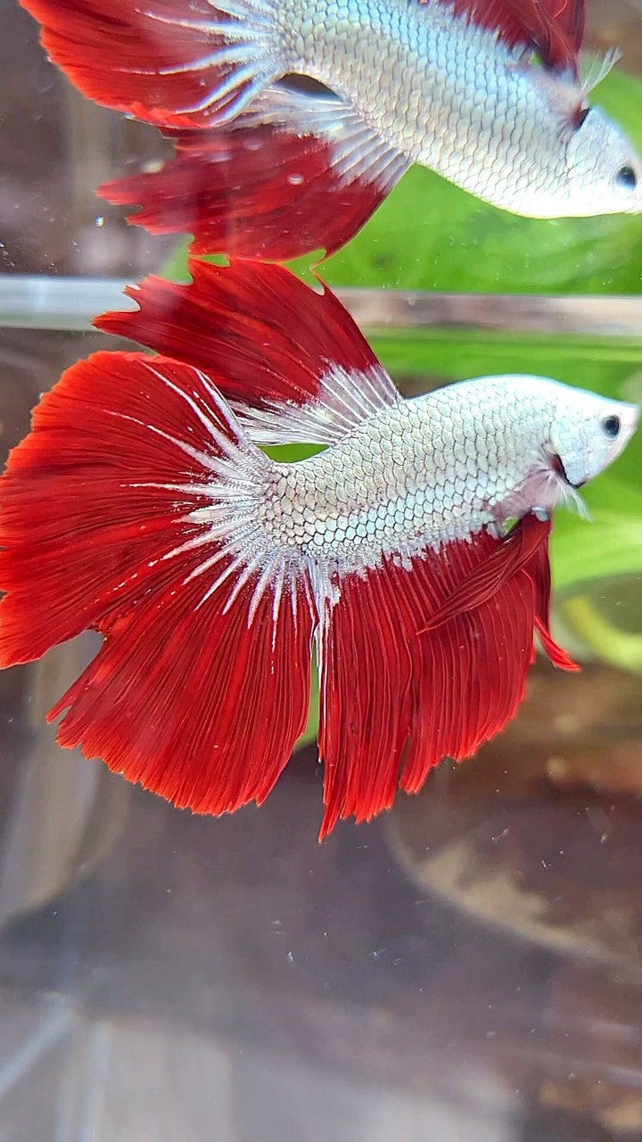 HALFMOON ROSETAIL RED DRAGON SNOW BETTA FISH