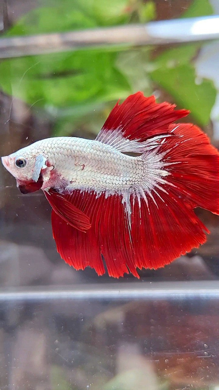 HALFMOON ROSETAIL RED DRAGON SNOW BETTA FISH