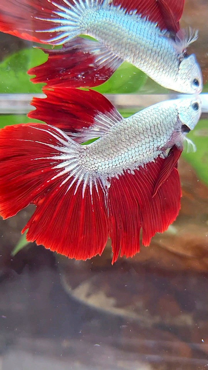 HALFMOON ROSETAIL RED DRAGON SNOW BETTA FISH