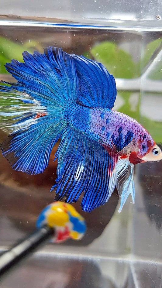 HALFMOON ROSETAIL BLUE FANCY MULTICOLOR BETTA FISH