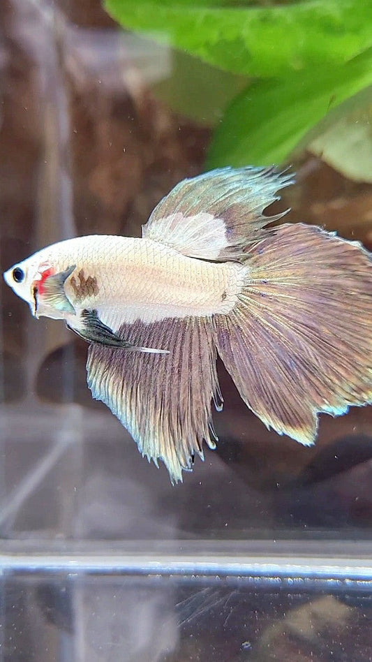 HALFMOON COPPER RIM BICOLOR BETTA FISH