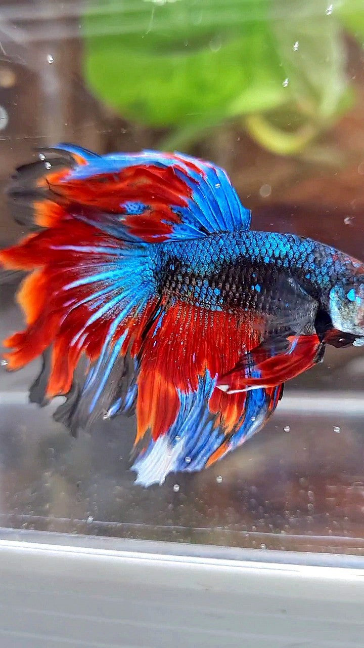 HALFMOON ROSETAIL BLACK BLUE RED AVATAR PATTERN BETTA FISH