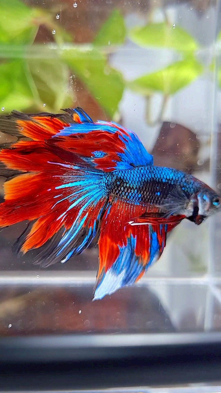 HALFMOON ROSETAIL BLACK BLUE RED AVATAR PATTERN BETTA FISH