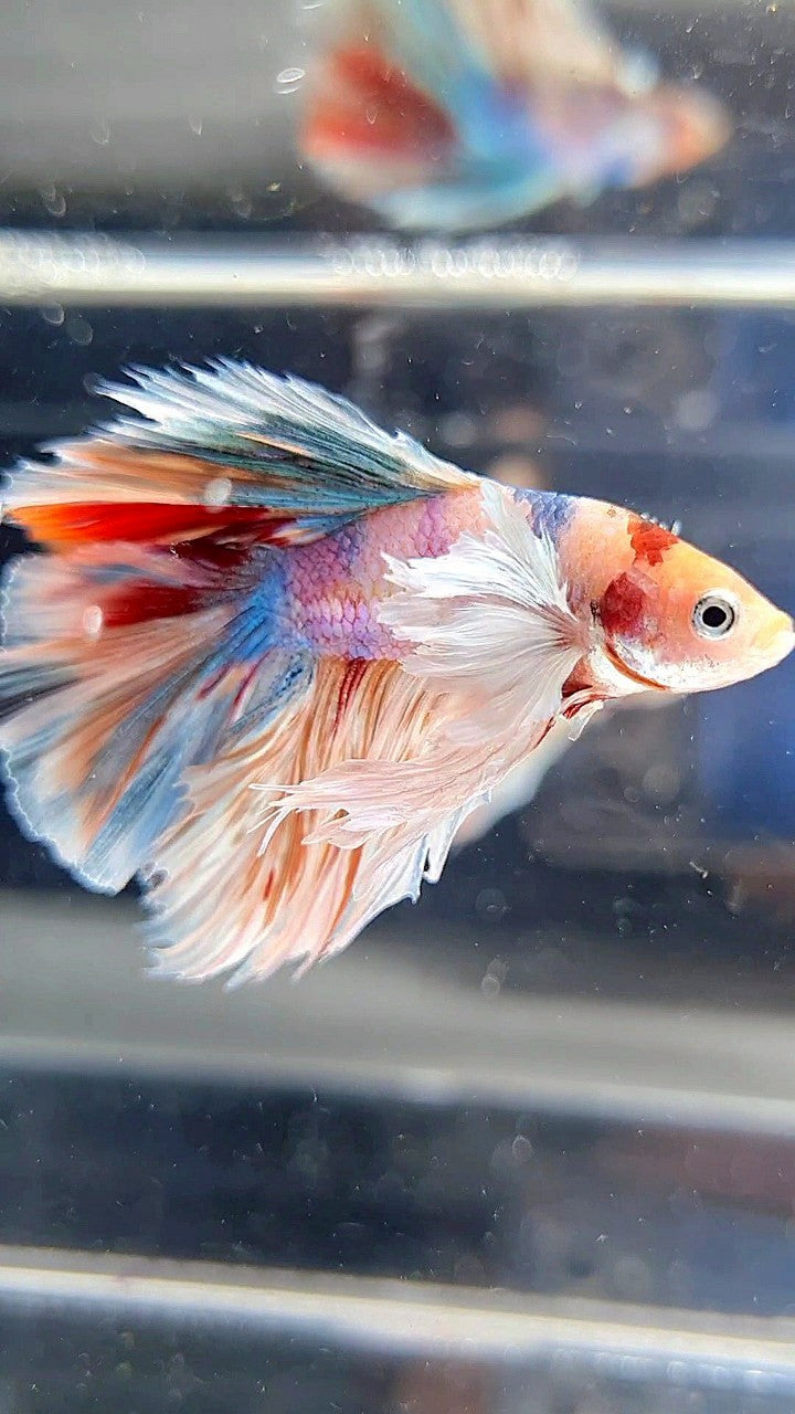 KING ROSETAIL HALFMOON DUMBO EAR WHITE MULTICOLOR BETTA FISH