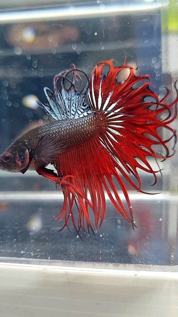 KING CROWNTAIL RED VAMPIRE BETTA FISH