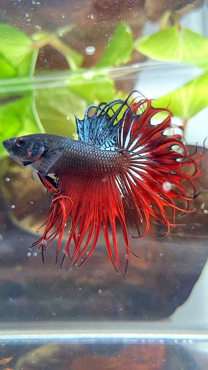 KING CROWNTAIL RED VAMPIRE BETTA FISH