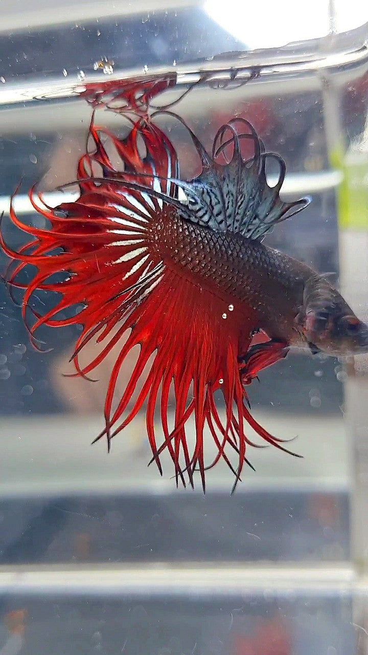 KING CROWNTAIL RED VAMPIRE BETTA FISH