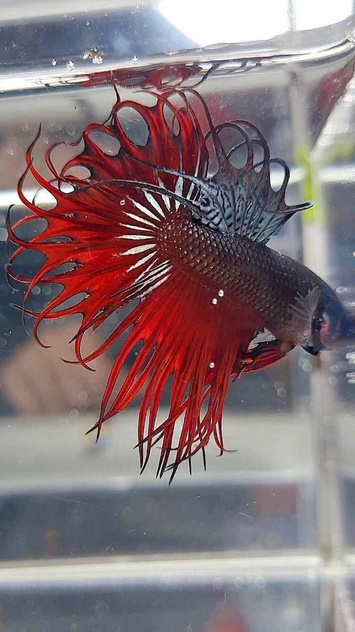 KING CROWNTAIL RED VAMPIRE BETTA FISH