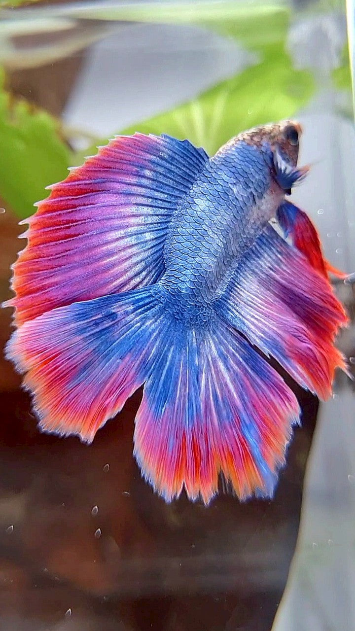 HALFMOON DOUBLE TAIL BLUE RED MASCOT BETTA FISH