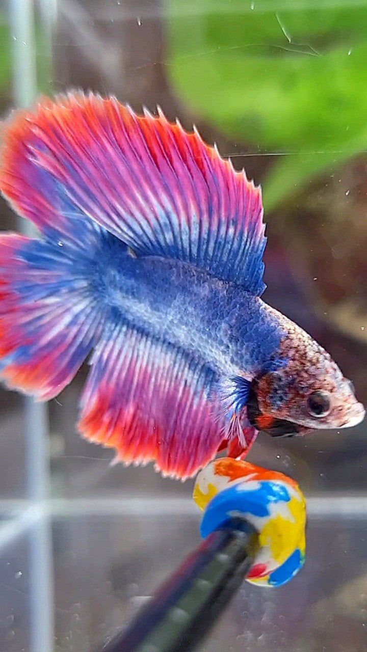 HALFMOON DOUBLE TAIL BLUE RED MASCOT BETTA FISH