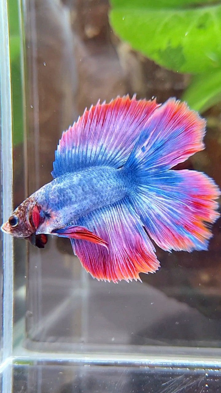 HALFMOON DOUBLE TAIL BLUE RED MASCOT BETTA FISH