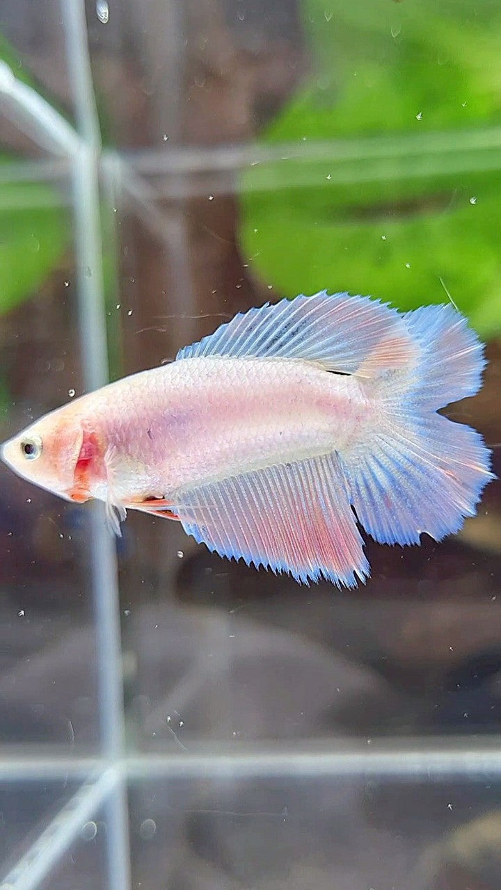 FEMALE HALFMOON DOUBLE TAIL PINK FLAMINGGO BETTA FISH