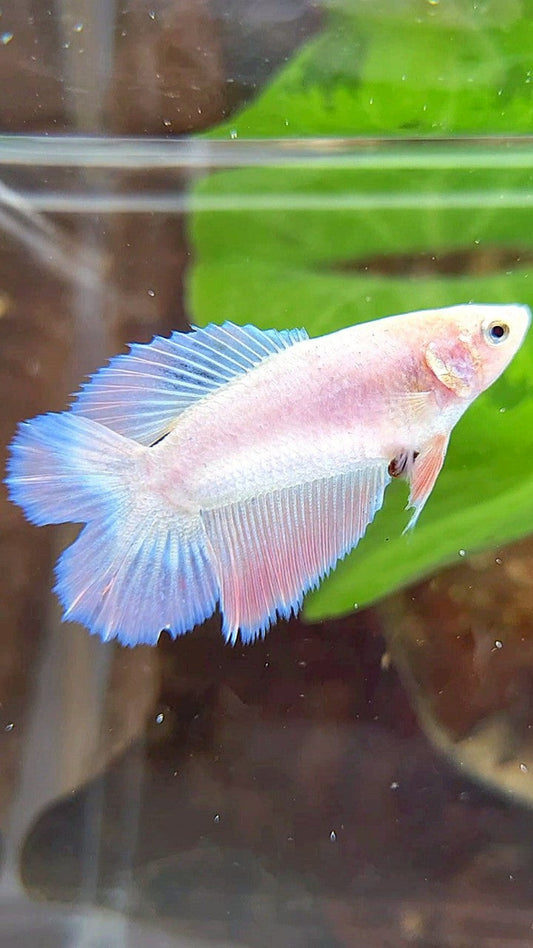 FEMALE HALFMOON DOUBLE TAIL PINK FLAMINGGO BETTA FISH