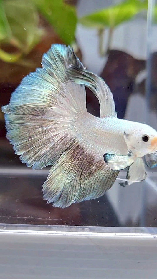 HALFMOON ROSETAIL COPPER RIM BUTTERFLY BETTA FISH