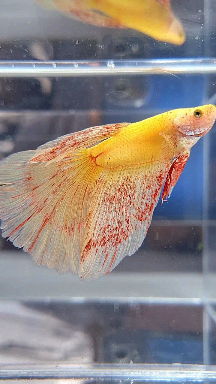 HALFMOON SUPER VANDA YELLOW BETTA FISH