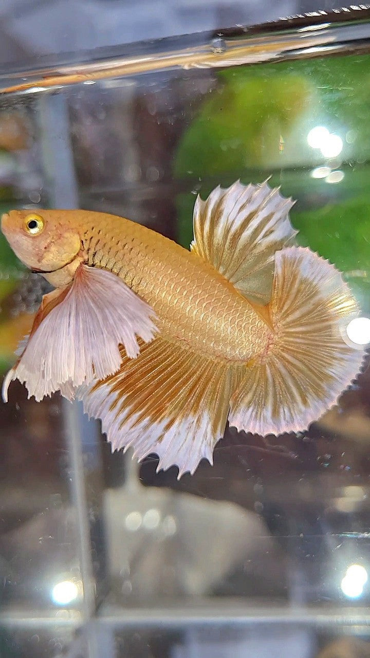 LUXURY PLAKAT SUPER DUMBO EAR GOLD BETTA FISH
