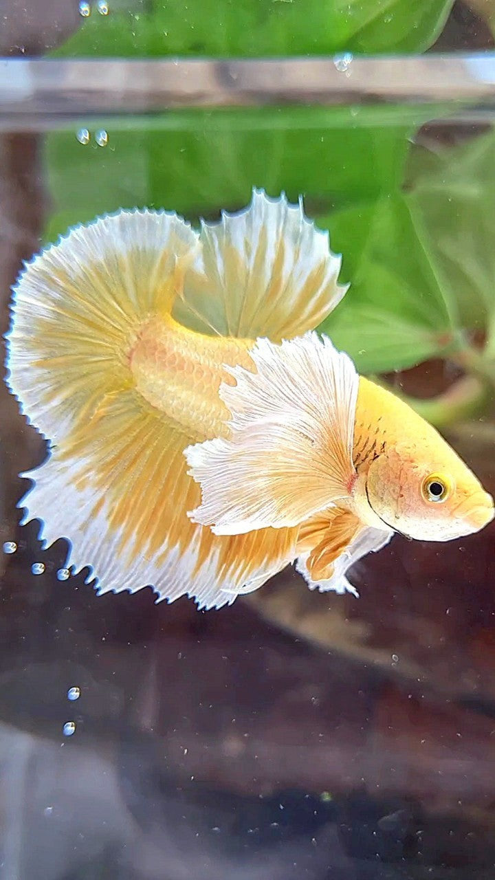 LUXURY PLAKAT SUPER DUMBO EAR GOLD BETTA FISH