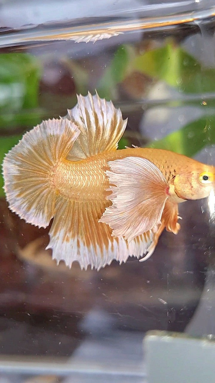 LUXURY PLAKAT SUPER DUMBO EAR GOLD BETTA FISH