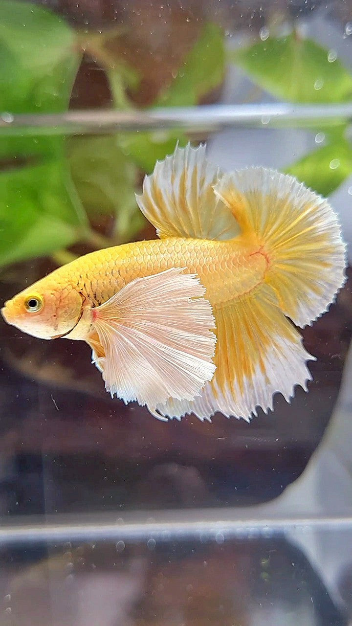 LUXURY PLAKAT SUPER DUMBO EAR GOLD BETTA FISH
