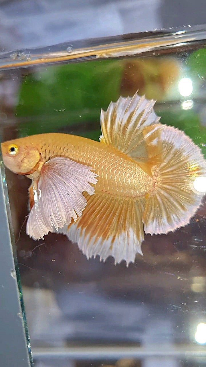 LUXURY PLAKAT SUPER DUMBO EAR GOLD BETTA FISH