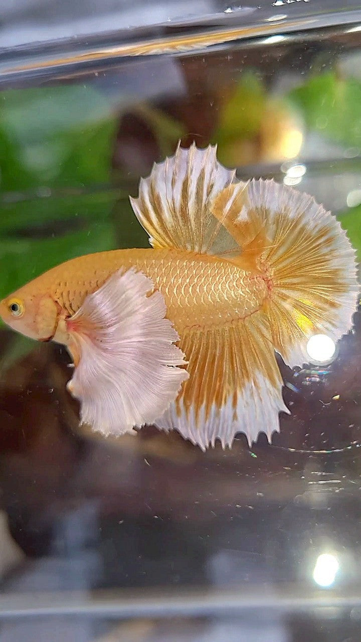 LUXURY PLAKAT SUPER DUMBO EAR GOLD BETTA FISH