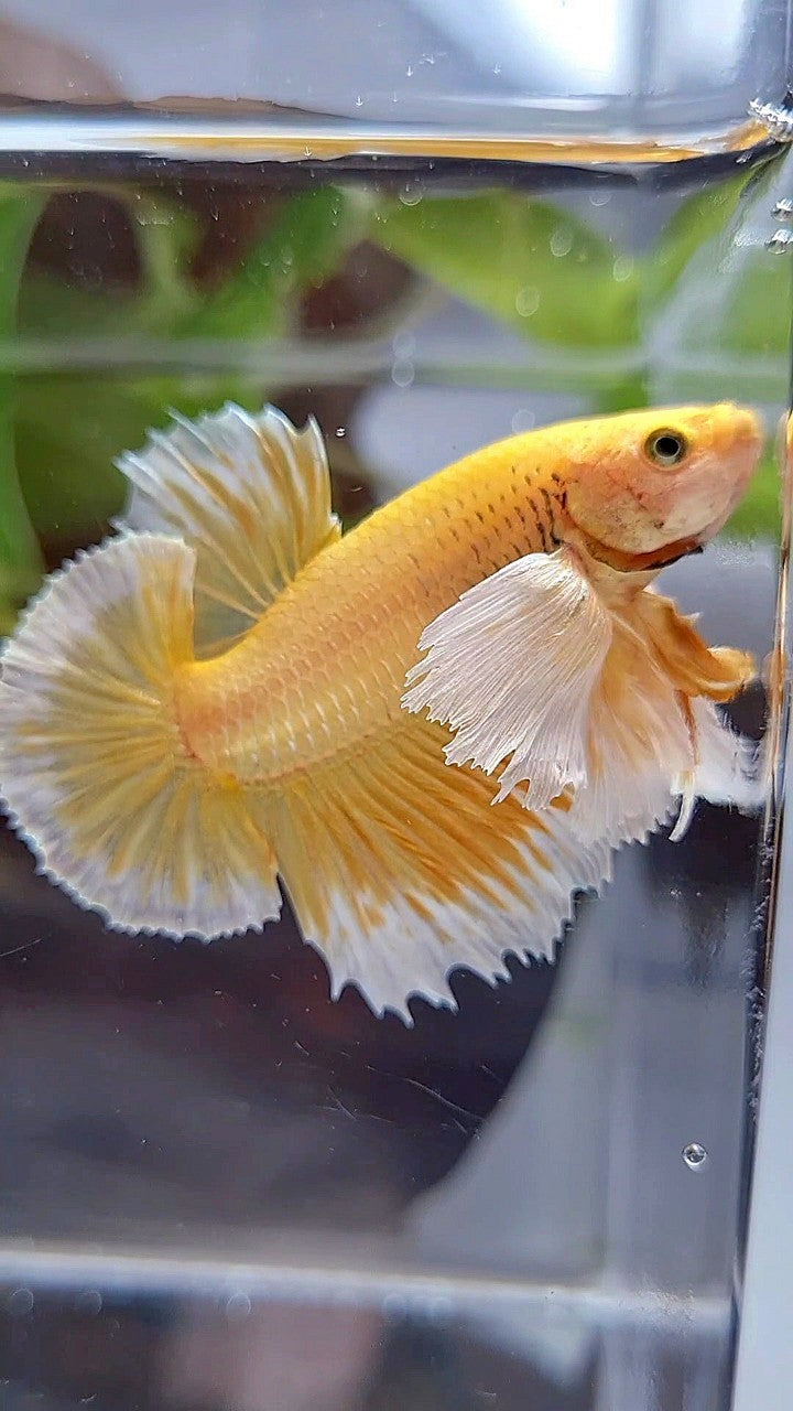 LUXURY PLAKAT SUPER DUMBO EAR GOLD BETTA FISH