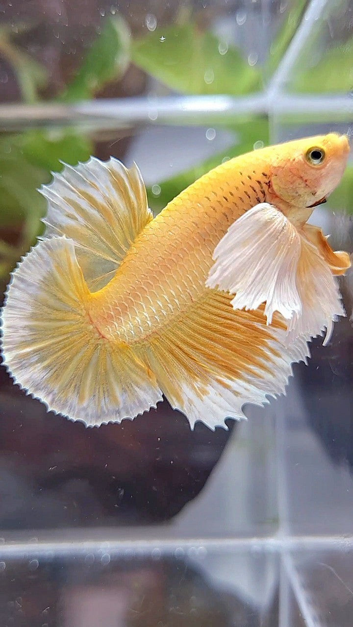 LUXURY PLAKAT SUPER DUMBO EAR GOLD BETTA FISH