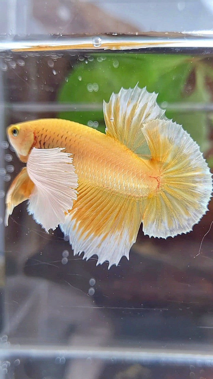 LUXURY PLAKAT SUPER DUMBO EAR GOLD BETTA FISH