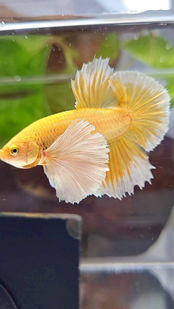 LUXURY PLAKAT SUPER DUMBO EAR GOLD BETTA FISH